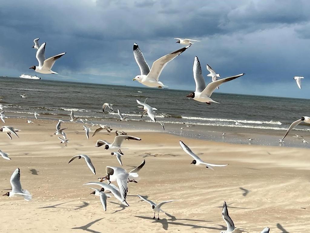 Apartamenty Swinoujscie - Kormoran Экстерьер фото